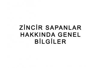 Zincir Sapanlar Hakkında Genel Bilgiler